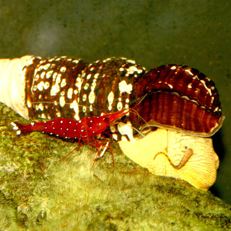 JBL Biotopol C vízelőkészítő rákok és garnelák számára