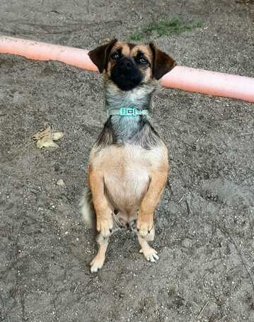 Manó, egy éves, szuka