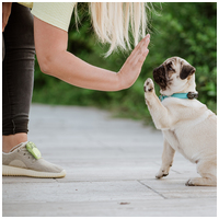 Tickless Mini Dog USB ultrahangos kullancs- és bolhariasztó kutyáknak #4