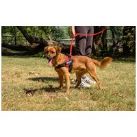 Plútó, hat hónapos, kan #4