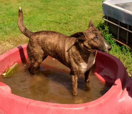 Ariell, 12 éves, 47 cm magas, lány kutya