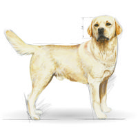 Royal Canin Labrador Adult - Labrador Retriever felnőtt kutya száraz táp #8