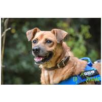 Johnny, 9 éves, 48 cm magas, kan #4