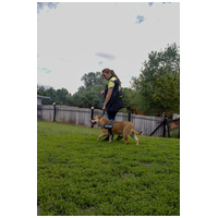 Pufirizsa, 8 éves ivartalanított szuka #9