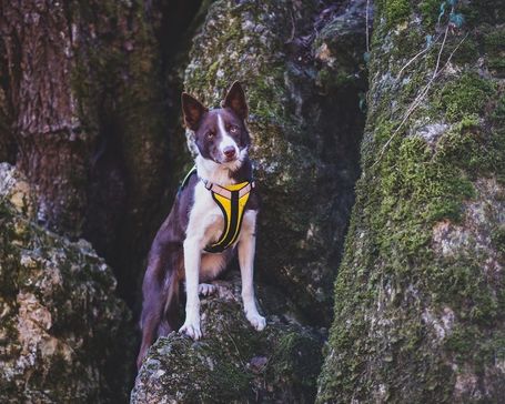 Yutipet RnD párnázott biztonsági kutyahám (Kék)