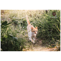 Ambrosia Cat Sterilised GF Fresh Turkey & Herring #9