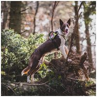 Yutipet RnD párnázott biztonsági kutyahám (Kék) #9