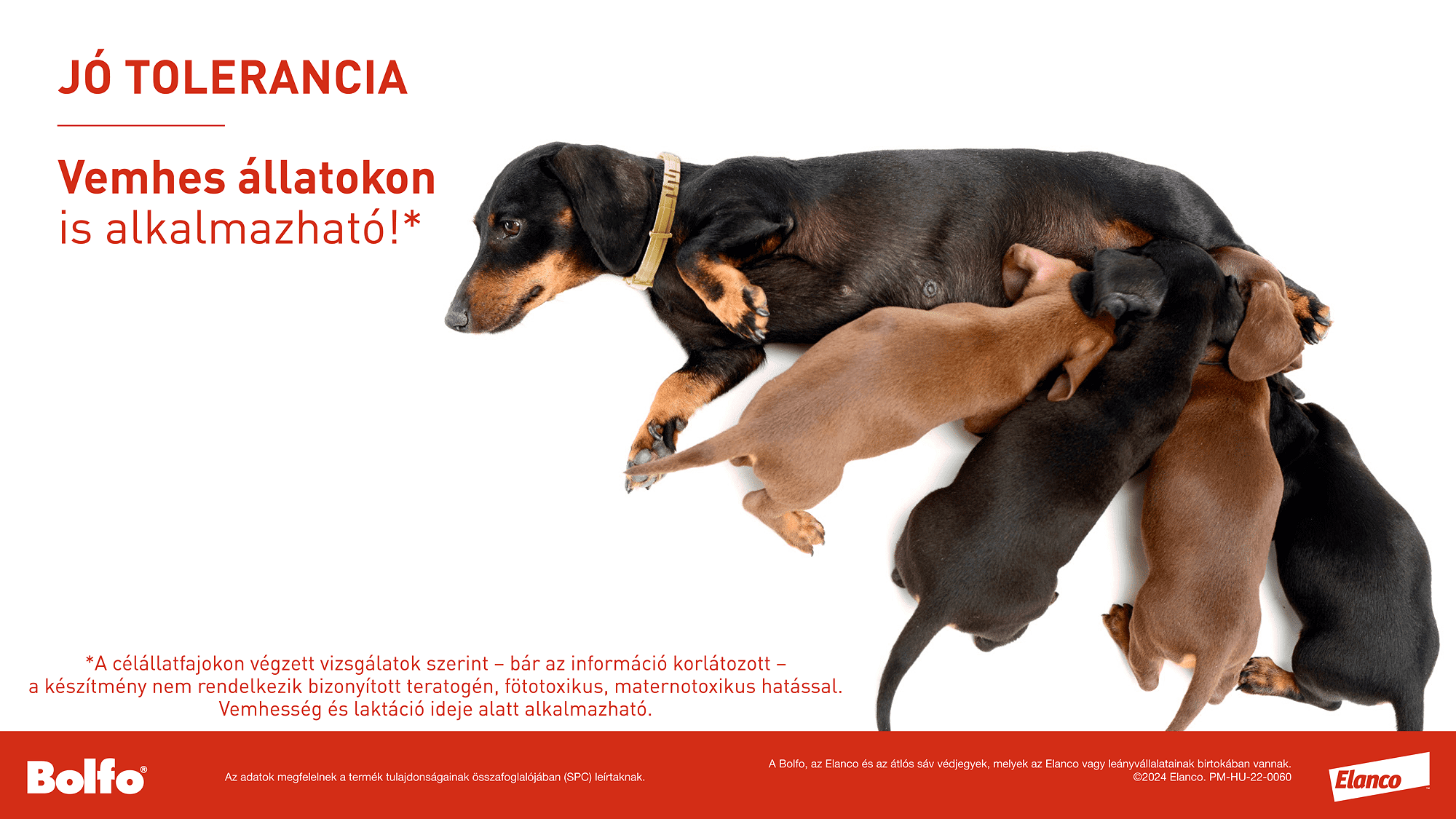 Zgardă Bolfo - zoom