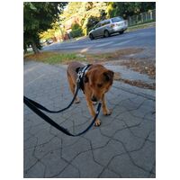 Misi, ivartalanított kan #9