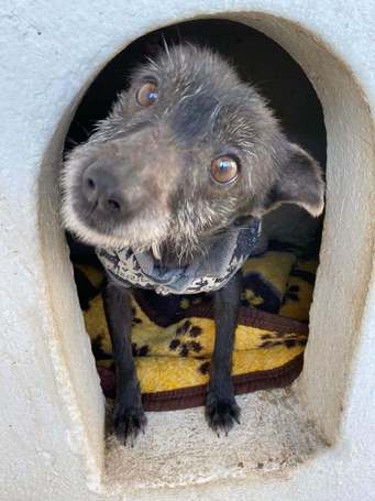 Sally, 7 éves, 34 cm magas, szuka