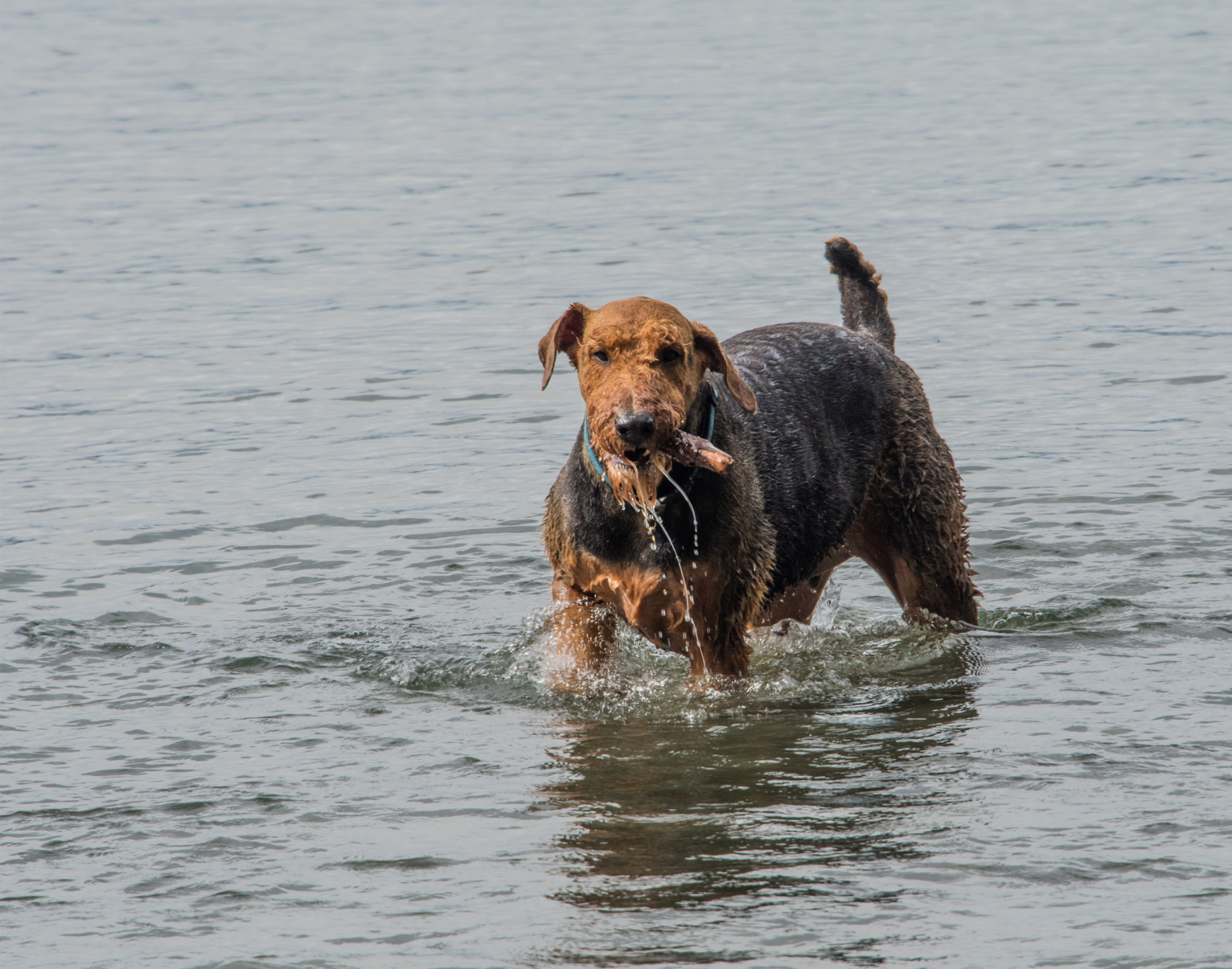 Airedale terrier   