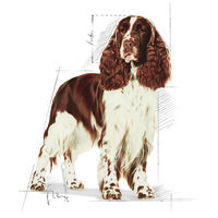 Royal Canin Medium Light Weight Care - Száraz táp hízásra hajlamos, közepes testű felnőtt kutyák részére #9