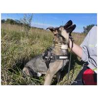 Kópé, 5 éves, 50 cm magas, kan #8