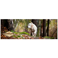 CarniLove Puppy Salmon & Turkey | Lazacos és pulykás táp kölyökkutyáknak #2