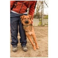 Paca, két éves, kan #12