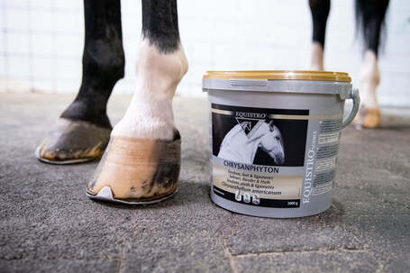 Equistro Chrysanphyton pellet savós patairha-gyulladás és patahenger gyulladás kezelésére