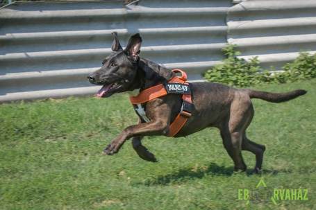 Zara, 12 éves, 58 cm magas, leány kutya