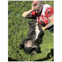 Gáspárka, 6 éves ivartalanított kan #6