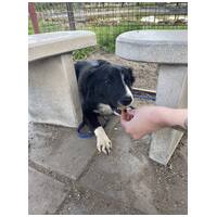 Drukker, ivartalanított kan kutya, gazdit keres #9