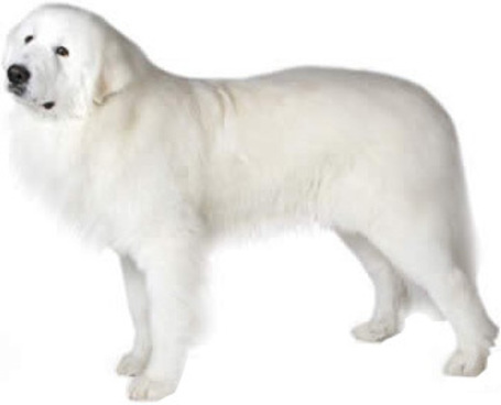 Tápok fehér szőrű kutyáknak