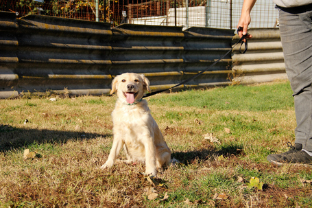 Nugát, 5 hónapos keverék fiúcska