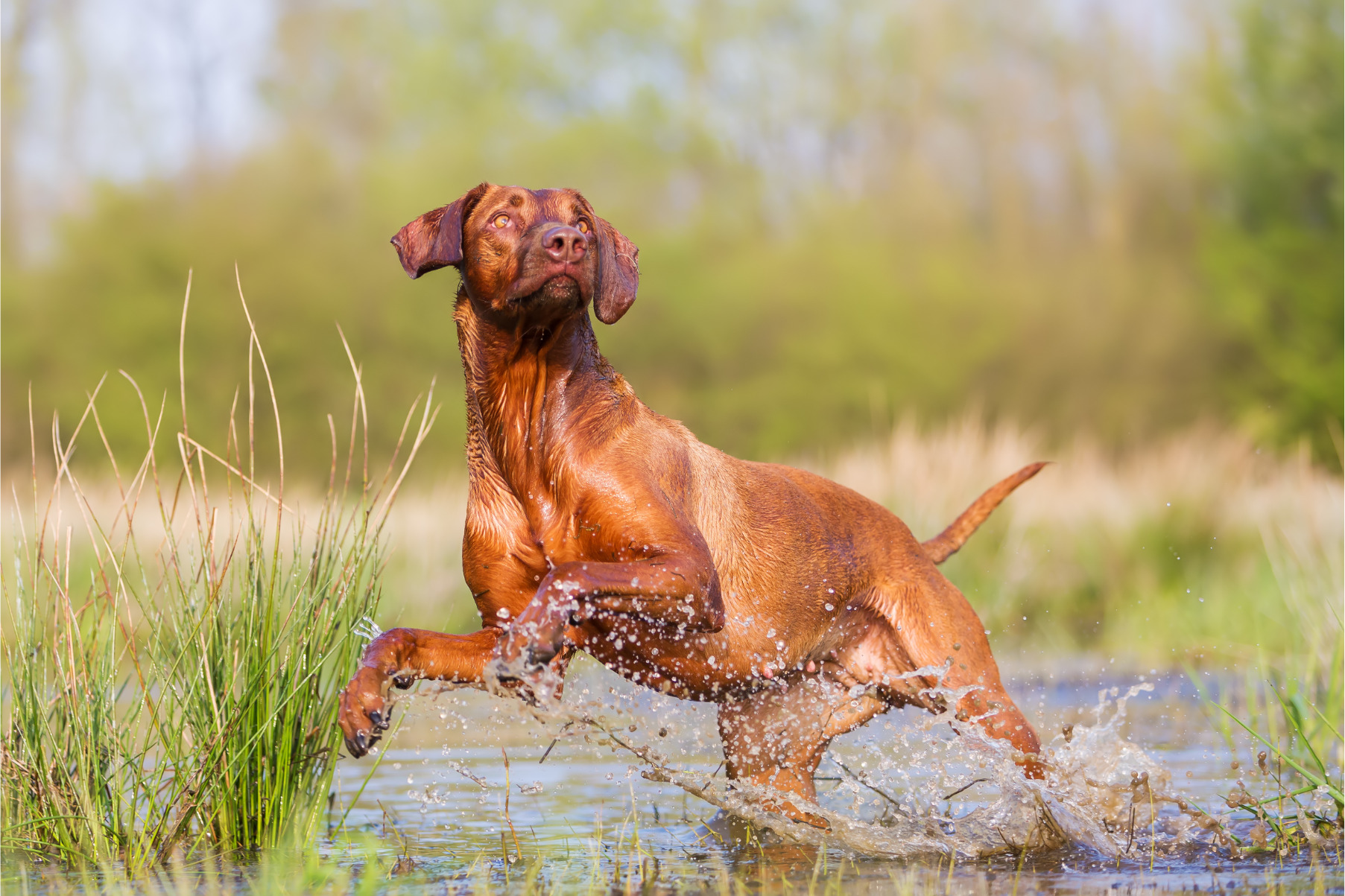 Rhodesian ridgeback kutyafajta