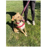 Szöszi, egy éves, szuka #2