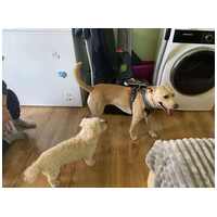 Floren, 3 éves ivartalanított szuka #10