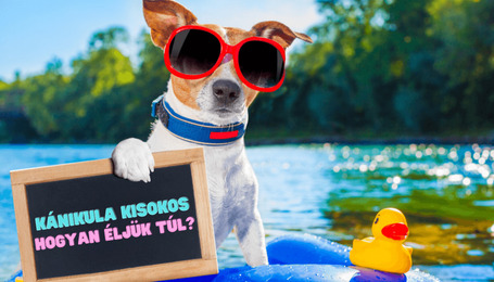 Tombol a nyár, kutya meleg idő van! - Kánikula-túlélő kisokos gazdiknak