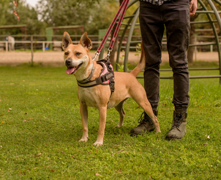 Natasa, 6 éves, 48 cm magas, szuka