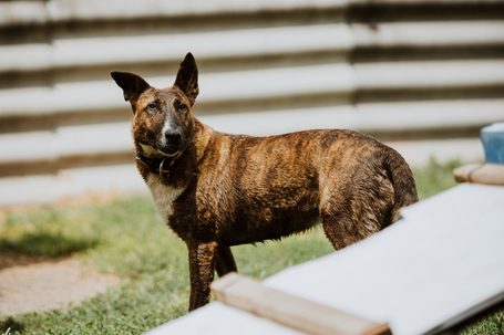 Ariell, 12 éves, 47 cm magas, lány kutya