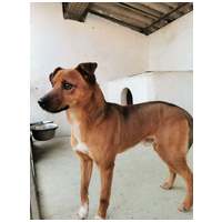 Csoma, 5 éves, 40 cm magas, ivartalanított kan #5