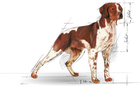 Royal Canin Medium Adult