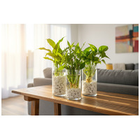 Fehér gyöngykavics #4