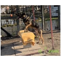 Kajla, 4 éves, 65 cm magas, kan #6