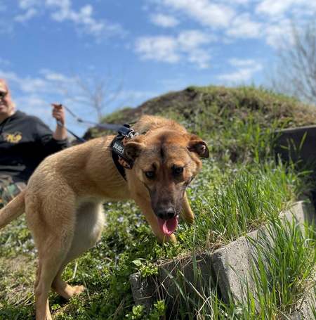 Kelly, 10 hónapos, szuka