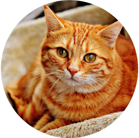 Macskatápok ivartalanított macskáknak