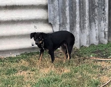 Gizi, 6 éves, 48 cm magas, szuka