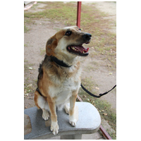 Sally, 5 éves ivartalanított szuka #6