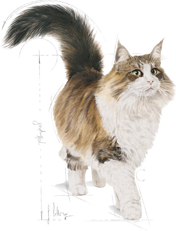 Royal Canin Sterilised Gravy - Ivartalanított felnőtt macska szószos nedves táp