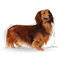 Royal Canin Dachshund Adult 3.