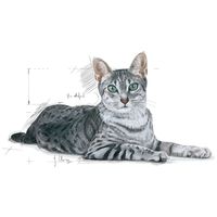 Royal Canin Indoor 7+ | Lakásban tartott idősödő macska száraz táp #9