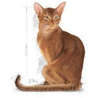 Royal Canin Savour Exigent - válogatós felnőtt macska száraz táp #6