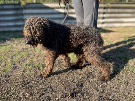 Pemzli, 14 éves, puli keverék, kan