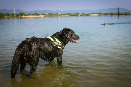 Julius-K9 IDC neonzöld/sárga powerhám kutyáknak