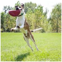 Kong Classic Flyer frizbi #6