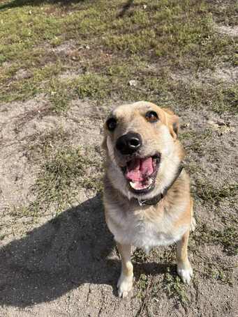 Sally, 5 éves ivartalanított szuka