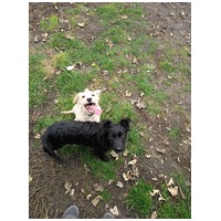 Nugát, 5 hónapos keverék fiúcska #8