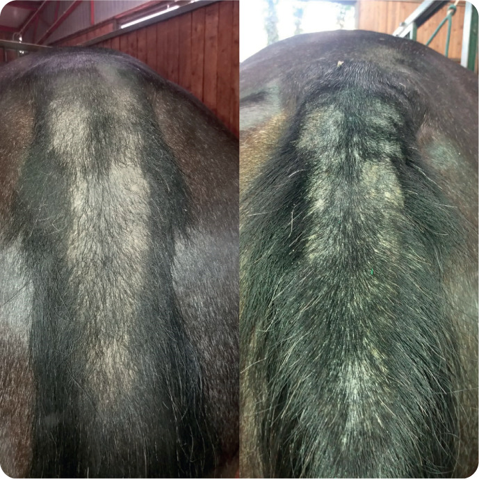 Union Bio Equilux - zoom