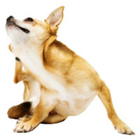 Conserva Spirit of Nature Dog Junior cu miel şi iepure | Hrană umedă hipoalergenică